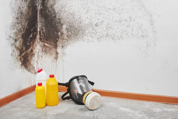 Best Mold Remediation  in Mountain View Acres, CA