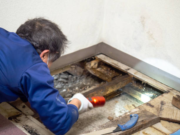 Best Same-Day Mold Removal  in Mountain View Acres, CA