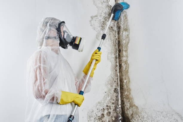 Best Crawl Space Mold Removal  in Mountain View Acres, CA