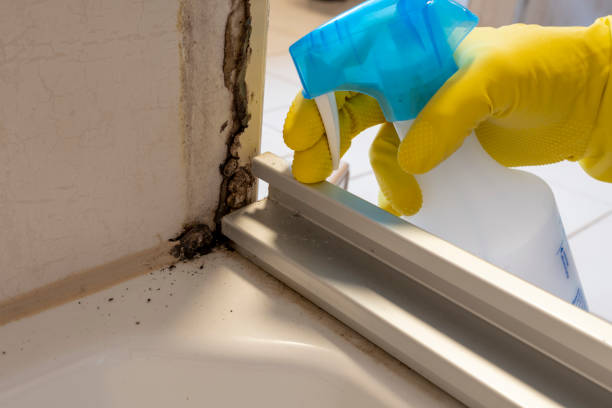 Best Office Mold Removal Services  in Mountain View Acres, CA