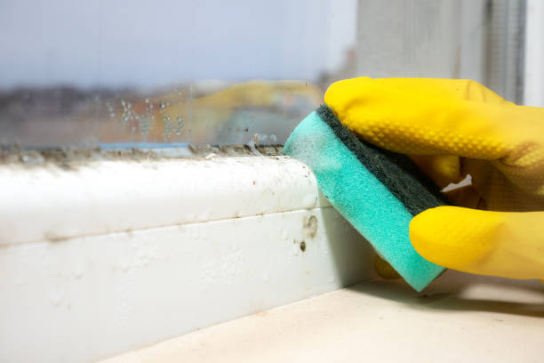 Best Toxic Mold Removal  in Mountain View Acres, CA