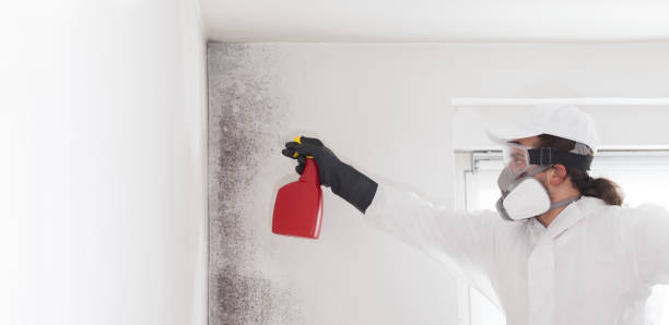 Best Emergency Mold Removal  in Mountain View Acres, CA