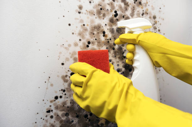 Best Local Mold Removal Service  in Mountain View Acres, CA