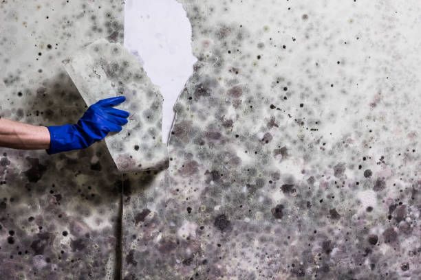 Best Crawl Space Mold Removal  in Mountain View Acres, CA