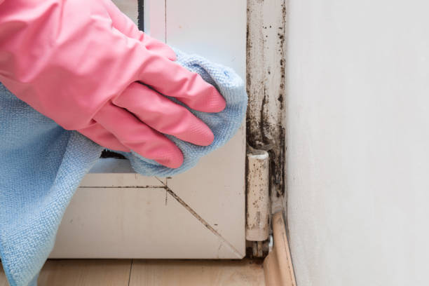 Best Black Mold Removal  in Mountain View Acres, CA